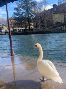 a white duck walking on the sidewalk next to the water at La petite Venise des Alpes, Ultra centre 1 à 5 Pers in Annecy