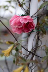 Fotografia z galérie ubytovania 竹の荘 v destinácii Karasuyama