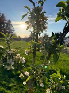 an apple tree with white flowers in a field at Apartment Montabaur Heiligenroth in Heiligenroth