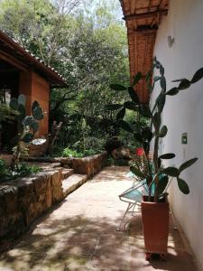 Κήπος έξω από το El Paraiso Posada Finca San Vicente