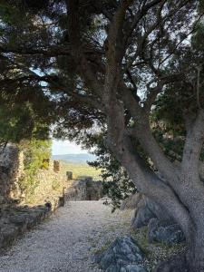 a tree on the side of a road at Hotel Villa Mare in San Giovanni +10 photos