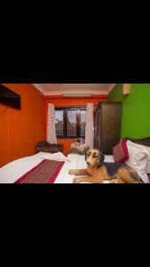 un grande cane sdraiato su un letto in una camera da letto di Blue Mountain Home Stay a Kathmandu