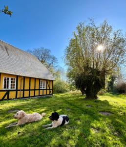 Domácí mazlíčci ubytovaní s hosty v ubytování GRUBBE MØLLE Bed & Breakfast