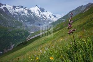 a field of flowers in a field with mountains at Nationalpark-Camping Großglockner in Heiligenblut +1 photo