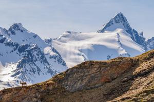 a mountain with a deer standing on top of a mountain at Nationalpark-Camping Großglockner in Heiligenblut