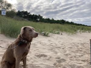 Domácí mazlíčci ubytovaní s hosty v ubytování Finnhäuser am Strand