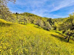a field of yellow flowers and trees on a hill at Romantik pur - Schlafen unter dem Sternenhimmel in Ebersberg +10 photos