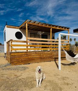 Ospiti di Casa Agave: Comfy Joshua Tree Cottage With Free Breakfast Bar con animali domestici