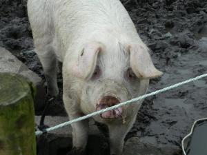 a large white pig tied to a rope at White Swan Inn in Belford