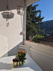 a plant sitting on a table in front of a window at Zlatna Boska in Kotor