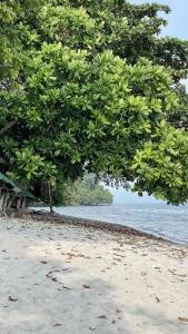 a tree on a beach with a body of water at OCEAN Nest with Self-Service Breakfast - AC, Monkeys, Pet-friendly with a Fee in Subic Bay Intl