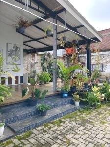 a group of potted plants on a patio at Homestay Rumah Akung in Ngadipuro +6 photos