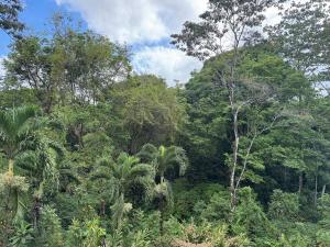Foto dalla galleria di Bohemian Jungle Sanctuary with River, La Fortuna a Chachagua