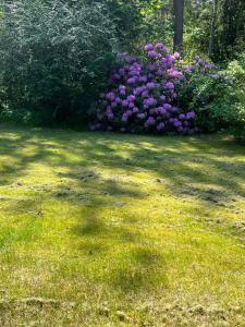 a garden with purple flowers in the grass at Sandskogen-Ystad in Ystad +2 photos
