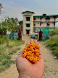 Fotografija u galeriji objekta Lap Of Himalayas Resort u gradu Kausani +37 fotografija