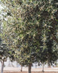 Giardino di Nausicaa Guesthouse