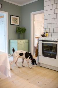 un cane in piedi in una cucina con la testa in un forno di Swedish cottage in the Woods on Sollerön island a Sollerön