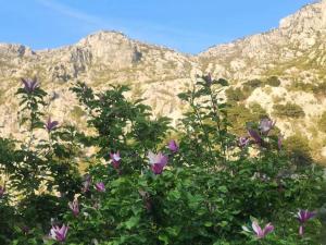 Gallery image of "Velena" Apartmani in Dobrota