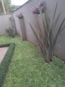 Una planta en un patio junto a una pared con flores. en Hotel Staridge, en Homa Bay