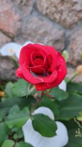 Fotografia z galérie ubytovania Apartmani Tomić v Seline