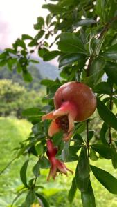 a large red flower is growing on a tree at Cozy place in mountains of Ajaria in Kokhi +33 photos