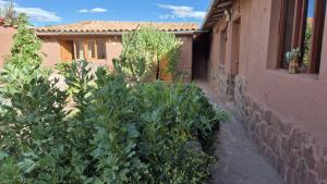 Zahrada ubytování Casa Amaru Raqchi