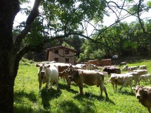 Fotografie z fotogalerie ubytování Casa rural alquiler íntegro Borda de Calvera para v destinaci Vilaller