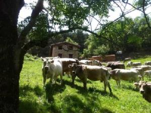 Fotografie z fotogalerie ubytování Casa rural alquiler íntegro Borda de Calvera para v destinaci Vilaller