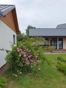 a bush of pink roses in front of a house at Zakatek Baltyku - domki nad morzem i jeziorem in Jezierzany