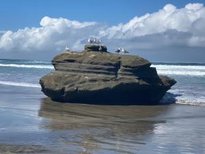 Eine Gruppe Vögel sitzt auf einem Felsen am Strand in der Unterkunft Dolphin Beach Get Away in Rosarito