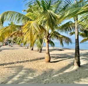 una hilera de palmeras en una playa de arena en Terraza Del Sol, en Coveñitas