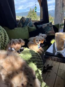 two teddy bears sitting on a couch in front of a window at SEAS THE DAY Hottub Pets in Gibsons