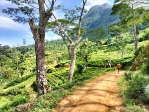 a man walking down a dirt road in the mountains at Dilusha Home Stay in Maskeliya