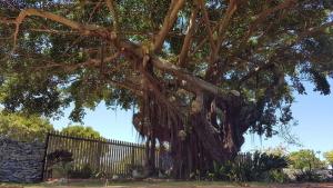 a large tree with lots of vines at Gingerbread Man's Cottage in Sedgefield