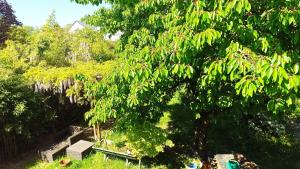 a tree with a bench in a yard at Bobby's Beds in Les Ponts-de-Cé