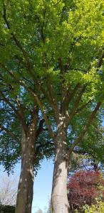 two large trees in a park next to each other at Schoen - Ferienwohnung Glücksand in Sandwig