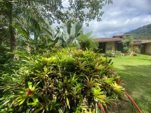 a garden in front of a house with a hose at Sítio com piscina em São Pedro da Serra in São Pedro da Serra +37 photos