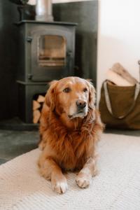 a dog sitting on the floor in front of an oven at Cabin at Mackay's in Durness +6 photos
