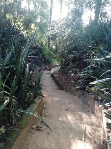 a dog walking down a path in the woods at Cabaña Conectar Naturaleza in Ituzaingó