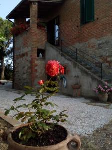 una flor en una olla delante de un edificio en CASA INDIPENDENTE con giardino-min 3 notti, en Castiglione del Lago