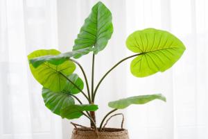 una planta con grandes hojas verdes en una cesta en KellenHus Fernweh Kellenhus, en Kellenhusen 38 fotos más