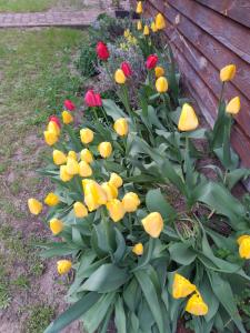 a bunch of yellow and red tulips in a garden at Noclegi Kurpie, Pokoje Gościnne, Wyżywienie, Catering, AGRO ELA in Myszyniec +1 photo