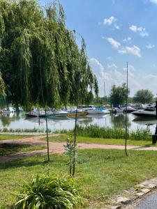 a group of trees with boats in the water at Kroni vendégház in Tiszanána