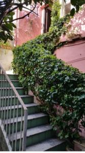 a green bush growing on the side of a staircase at Casetta Glicine in Ischia Town +1 photo