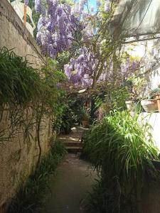 イスキアにあるCasetta Glicineの紫の花が垂れる庭園 +1枚の写真