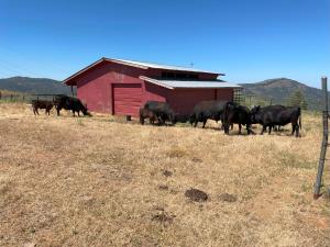 Gallery image of Priest Ranch with Guest House and Pool in Big Oak Flat