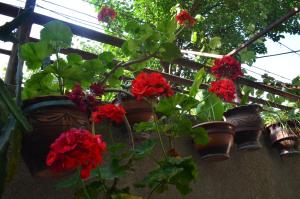 Ein Garten an der Unterkunft Alex's Cosy Guesthouse