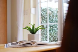 a book on a table with a plant in a window at Ferienhaus 17a in Kellenhusen +34 photos