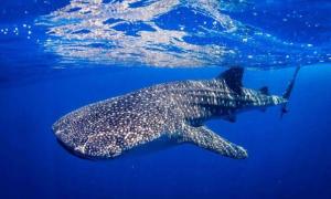 a whale shark swimming in the blue water at Fernando's Hotel in Sorsogon