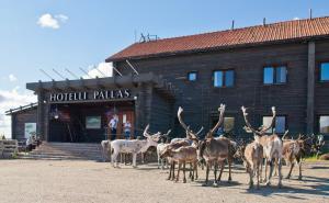 a herd of deer standing in front of a building at Lapland Hotels Pallas in Pallastunturi